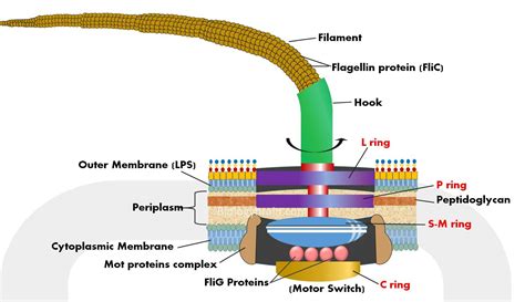 Diagram of Flagella - Definition, Types, Structure and Function - Biology Brain