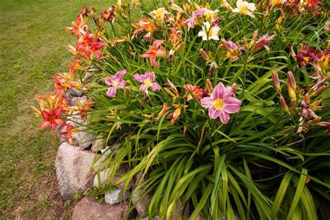 All About Daylilies! - Tuxedo Yard Care