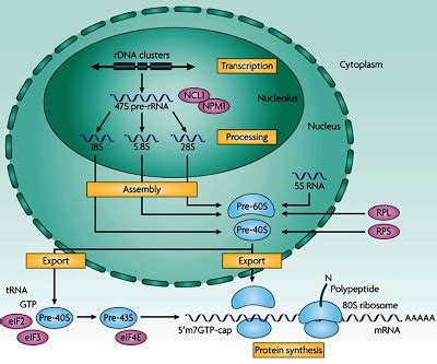 How ribosomes are synthesized in the nucleolus?