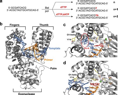 Figures and data in Crystal structures of DNA polymerase I capture novel intermediates in the ...