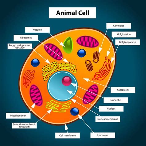 3d Animal Cell Model Labeled