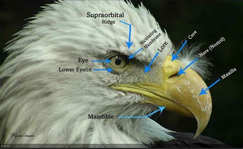 Bald Eagle Biology | American Eagle Foundation