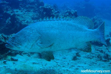 Epinephelus lanceolatus - Brindle Bass | ReefLifeSurvey.com