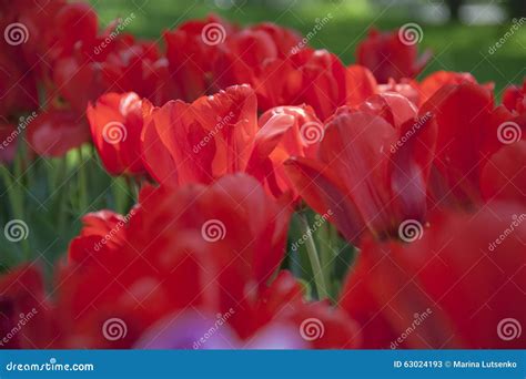 Flowers Spring Tulips. Garden Tulips Stock Image - Image of garden ...