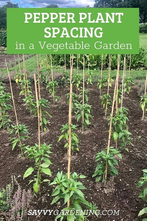 Pepper Plant Spacing: How Far Apart to Plant Peppers in the Garden | Pepper plants, Plant ...