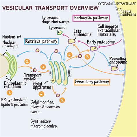 Cell Biology Glossary: Vesicular Transport (Overview) | Draw It to Know It