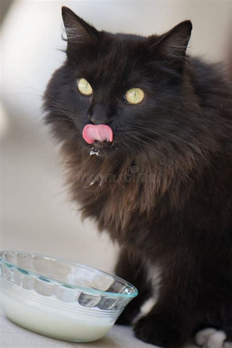 Cat Drinking From A Bowl Of Milk Stock Image - Image of tabby ...