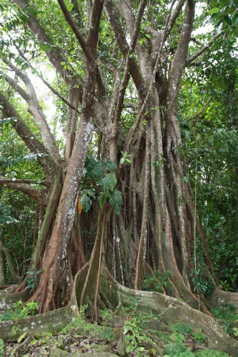 Hiking the Trails of Dominica