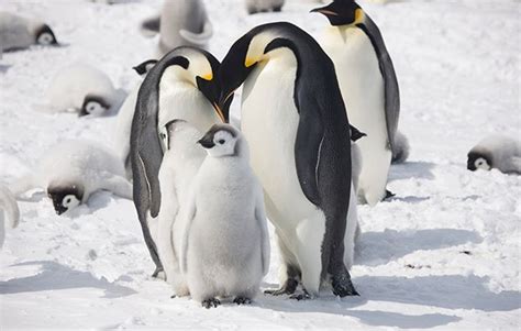 Save our polar habitats! - National Geographic Kids