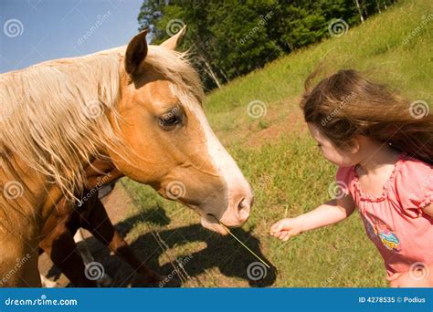 Feeding Time stock image. Image of horse, animals, face - 4278535