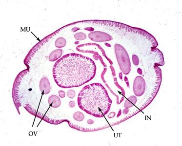 Ascaris Labeled Diagram