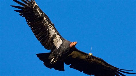 California Condor | San Diego Zoo Animals & Plants