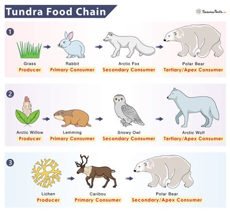 Tundra Food Chain: Examples and Diagram