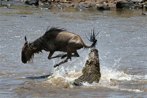 Wildebeest migration 2023 - Masai Mara safari Fly-In 3 days - Shadows Of Africa