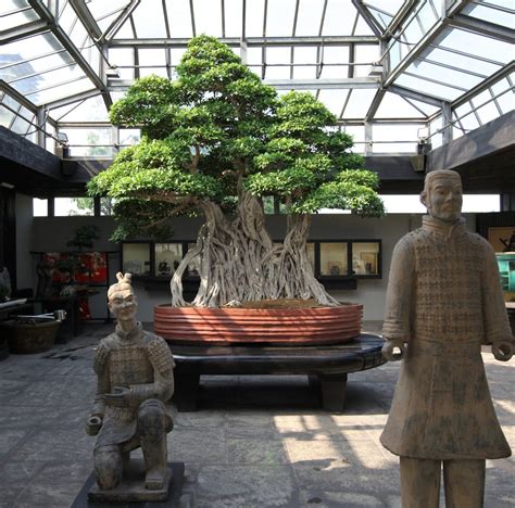 10 Most Oldest Bonsai Trees In the World