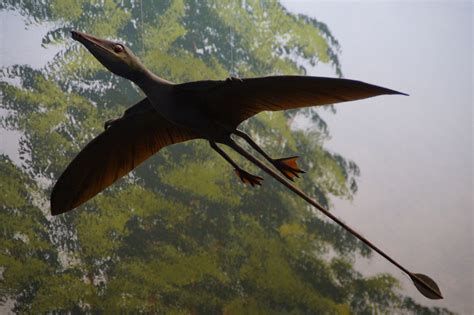 Free Images : wing, fly, flight, fish, fauna, lizard, natural history museum, vertebrate ...