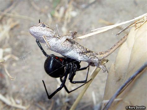 Sierra Fence Lizard - Sceloporus occidentalis taylori