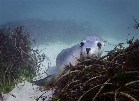 Australian Sea Lions - Australian Marine Conservation Society