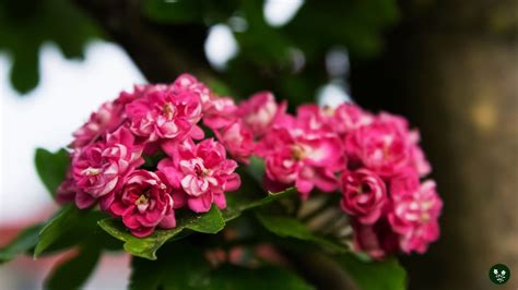 Hawthorn Flower Meaning: Colors, Symbolism & Secrets