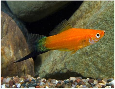 Red Velvet Wag Swordtail Fish | Arizona Aquatic Gardens