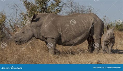 Black rhinoceros with baby stock photo. Image of browser - 45301018