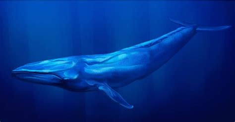 Discover The Largest Blue Whale Ever Recorded - IMP WORLD