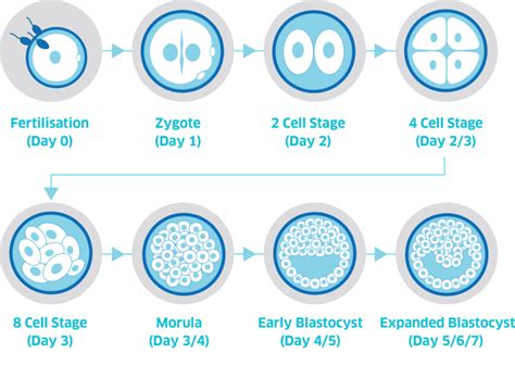 Blastocyst Culture | Superior A.R.T.