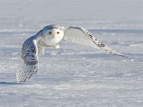 Snowy Owl Migration (Everything Explained) | Birdfact