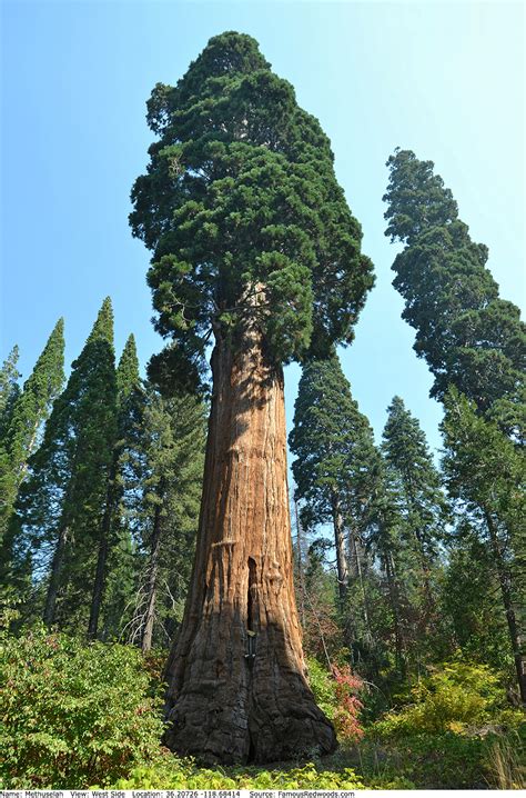 Methuselah Tree - Famous Redwoods