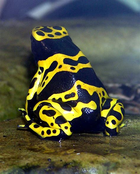 Yellow-banded poison dart frog - Wikipedia