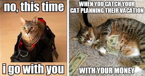 Traveling Tabby: 30 Adorable Cat Memes For The Worn Out Folks Ready For Vacation - I Can Has ...