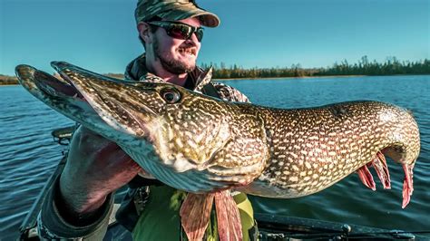 Northern Pike | A Comprehensive Species Guide - Wired2Fish