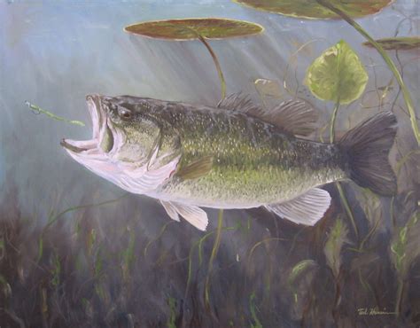 Largemouth Bass Wallpapers - Wallpaper Cave