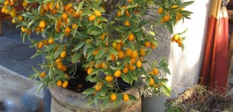 KUMQUAT FRUIT TREE | The Foodie Gardener™