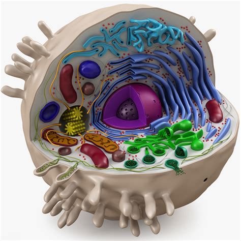 cell animal 3d model