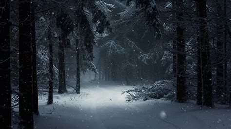 Winter Snow Forest Wallpaper