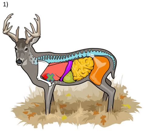 ANATOMY OF A WHITETAIL - Habitat Podcast