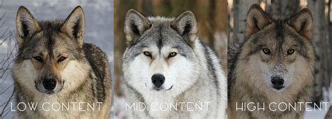 Wolfdog Basics — Wolfdog Awareness