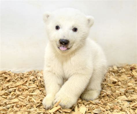 Berlin Zoo Greets Female Baby Polar Bear in First Checkup | Courthouse News Service