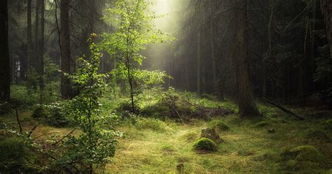 20 Perfect 4k desktop wallpaper forest You Can Save It Without A Penny - Aesthetic Arena