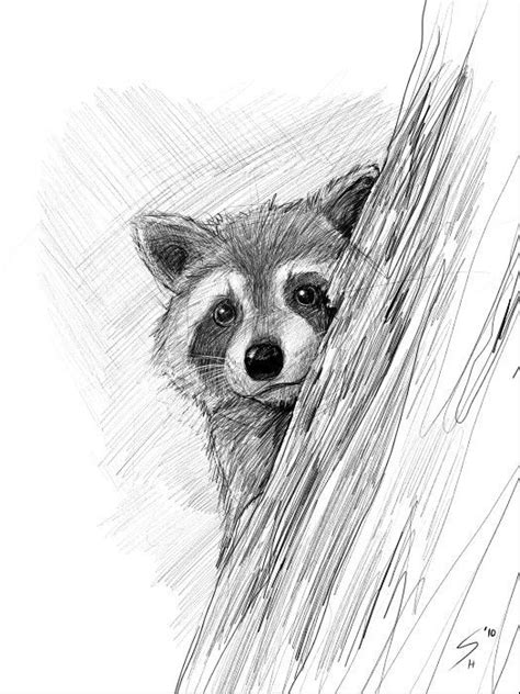 How To Draw A Realistic Raccoon | Images and Photos finder