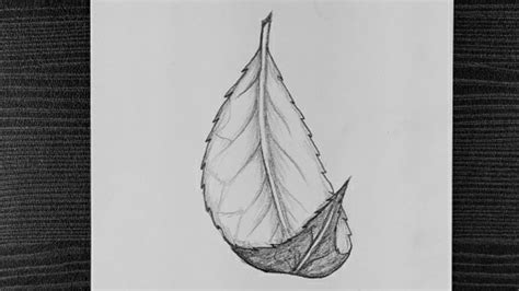 Share more than 77 pencil sketch leaf best - seven.edu.vn