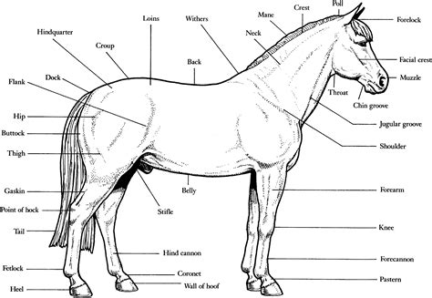 Horse Anatomy Worksheet For Kids