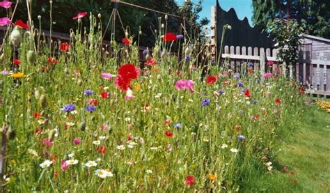 Wildflower turf - How to create a wildflower area - The Lawn Store of Salisbury