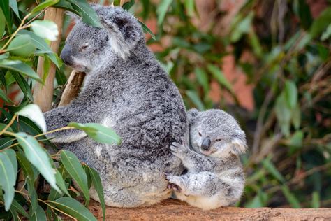 The Cutest Baby Animals in the World