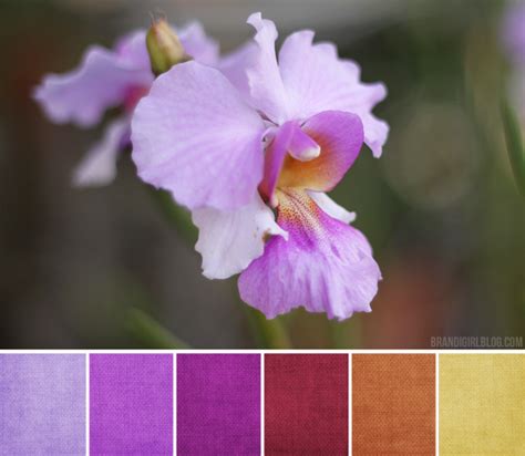 Color Palette #121 :: Orchids and Bougainvillea | Nature color palette, Rich color palette ...