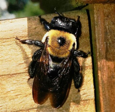 Carpenter Bees | Animals Happen Wildlife Control