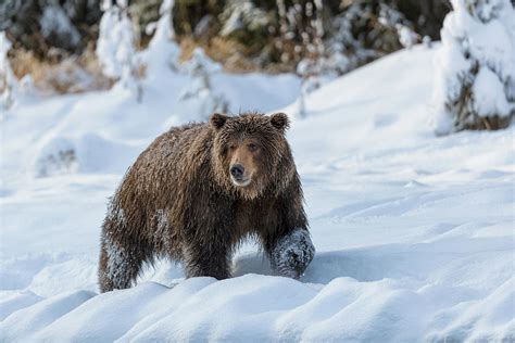 Grizzly bear in snow 01 - 2018 Photograph by Murray Rudd