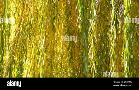 Old willow pattern Stock Videos & Footage - HD and 4K Video Clips - Alamy