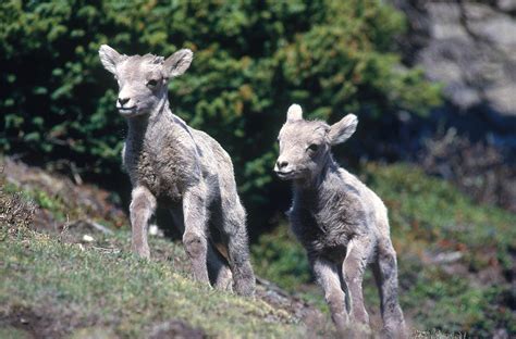 Bighorn Sheep Lambs Photograph by Thomas And Pat Leeson | Pixels